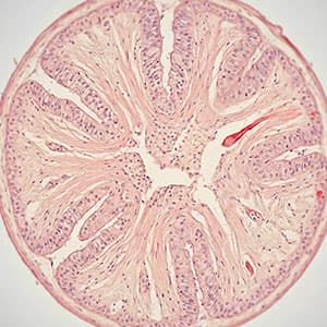 Gewebe, Haut oder Wunden untersuchen